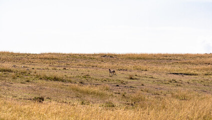 A cheetah actively searching for prey. Masai Mara, Kenya. © Victor