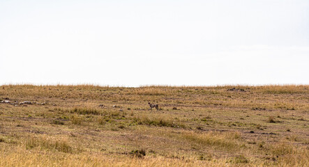 A cheetah actively searching for prey. Masai Mara, Kenya. © Victor