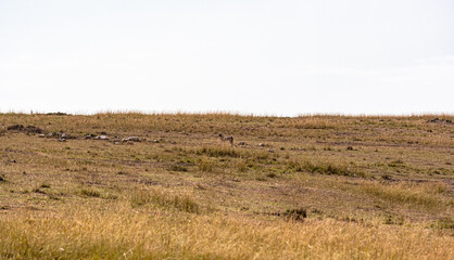A cheetah actively searching for prey. Masai Mara, Kenya. © Victor