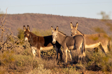 Naklejka premium Wild Burros in the Arizona Desert in Winter