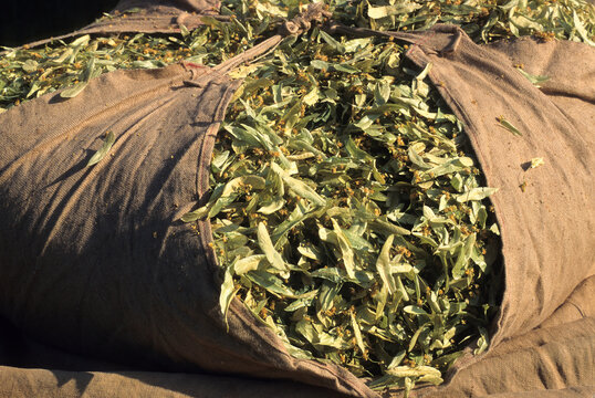 Sack full of Tilia flowers and bracts, Tilia fair at La Charce, Drome department, region of Rhone-Alpes, France, Europe