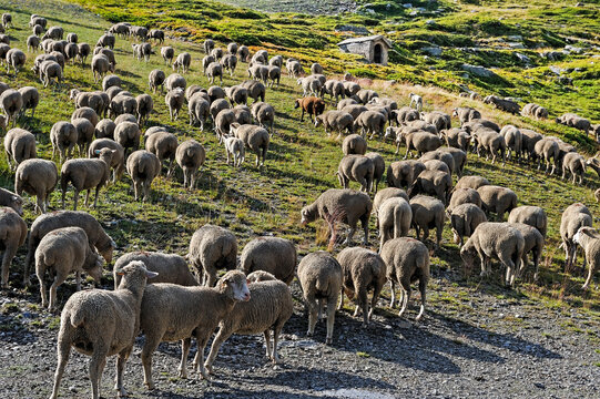 Flock of sheep in the high mountain pasture above La Rosiere, ski resort in the territory of the commune of Montvalezan, France