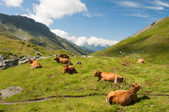 Tarentaise cows lying on high mountain pasture near Little St Bernard Pass, Savoie department, Rhone-Alpes region, France, Europe