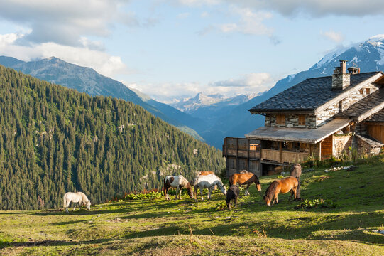 Horses in the meadow, La Rosiere, ski resort in the territory of the commune of Montvalezan, Savoie department, Rhone-Alpes region, France, Europe