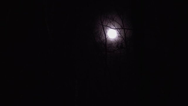 Bright full moon glowing through silhouetted bare tree branches against pitch black night sky. Dramatic contrast between dark thicket and luminous moonlight creates an atmospheric nocturnal scene.