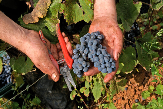 Grape harvest in vineyards around Beaune, Cote-d Or department, Burgundy region, France, Europe