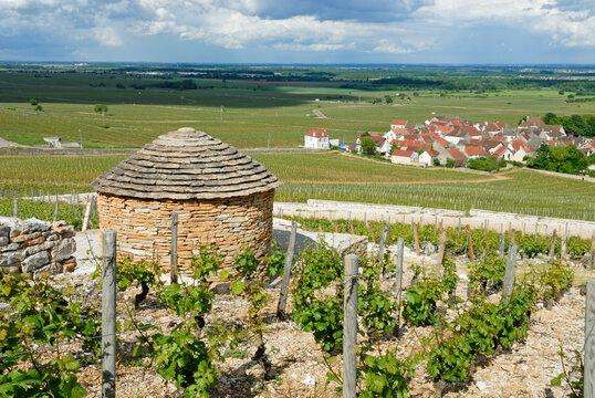 Dry stone hut in the Vineyard of Clos des Lambrays, Morey-Saint-Denis, Cote de Nuits, Cote-d Or department, Burgundy region, France, Europe