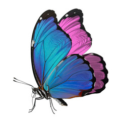 Vibrant blue and fuchsia butterfly with intricate wing patterns and delicate antennae, captured in sharp detail. isolated PNG with Transparent Background