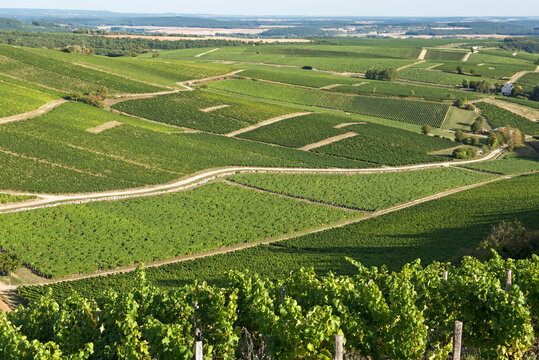 Cirque of Poussie, Vineyard around the village of Bue, Sancerrois natural region, Cher department, Historic province of Berry, Centre-Val de Loire region, France