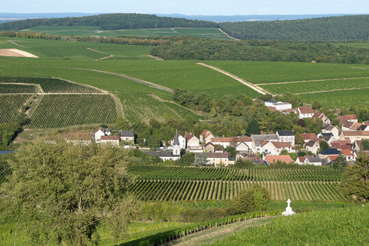 Vineyard around the village of Bue, Sancerrois natural region, Cher department, Historic province of Berry, Centre-Val de Loire, France