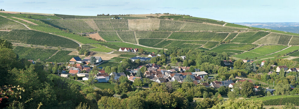 Cirque of Poussie, Vineyard around the village of Bue, Sancerrois natural region, Cher department, Historic province of Berry, Centre-Val de Loire region, France
