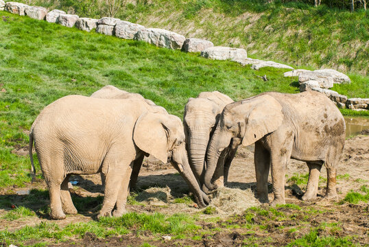 African savanna elephant (Loxodonta africana), ZooParc de Beauval, Loir-et-Cher department, Centre-Val de Loire region, France, Europe