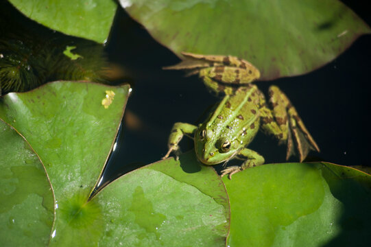 Frog and water lily in the Marshes in Bourges, Cher department, Berry province, region of Centre, France, Europe