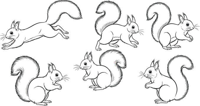 Squirrel vector illustration set featuring various poses including jumping running and sitting forest animals collection in black and white line art style for coloring books and nature design projects