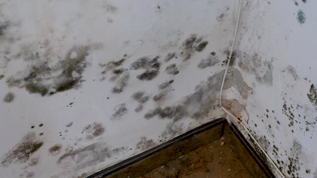 White wall covered with mold inside apartment. Concept humidity problems, unhealthy living conditions, housing issues, property damage. Suitable for topics about home repair, real estate risks
