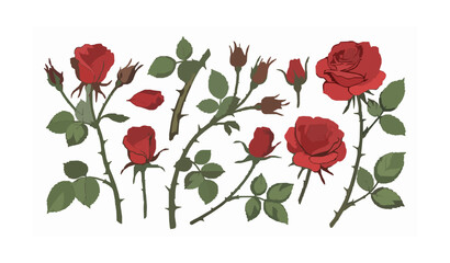Red Rose Branch Vector Set Isolated on White Background Botanical Illustration © Meerazul