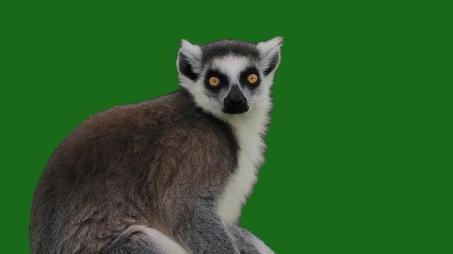 lemur sitting on tree log slow motion green screen