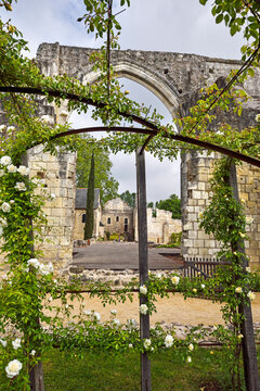 Rose garden of the Priory of St. Cosmas at La Riche near Tours in Touraine, department of Indre-et-Loire, Centre-Val de Loire region, France, Europe