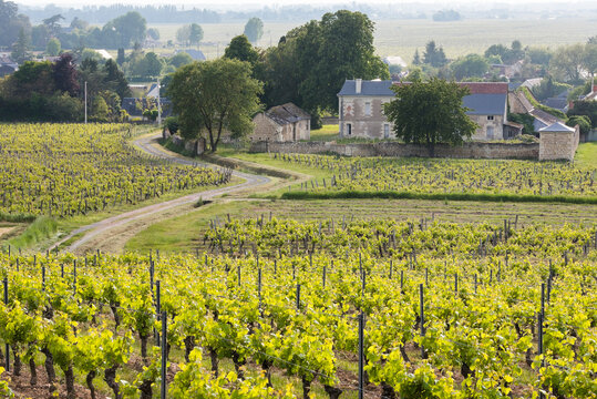 Bourgueil AOC vineyard near Ingrandes-de-Touraine, department of Indre-et-Loire, Centre-Val de Loire region, France, Europe