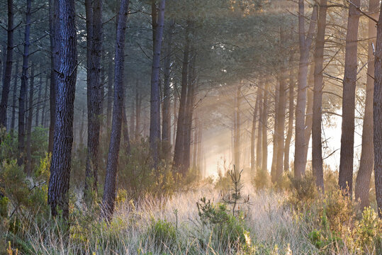 Morning mist in pine forest of the Regional nature park of Loire Anjou Touraine, near Langeais, department of Indre-et-Loire, Centre-Val de Loire region, France, Europe