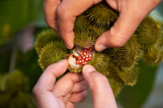 Mexican achiote is a reddish-orange condiment and food coloring derived from the seeds of the achiote tree (Bixa orellana), native to the tropical regions of America.