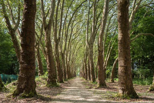 Path lined with a double row of plane trees, Royal Domain of Chateau-Gaillard at Amboise, Touraine, department of Indre-et-Loire, Centre-Val de Loire region, France, Europe