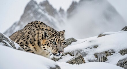 Fototapeta premium Snow leopard camouflaged in its natural snowy mountain habitat during winter.