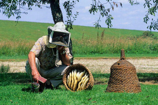 Beekeeper showing a traditional wicker hive, La Grange aux Abeilles at Giffaumont-Champaubert, Marne department, Champagne-Ardenne region, France, Europe