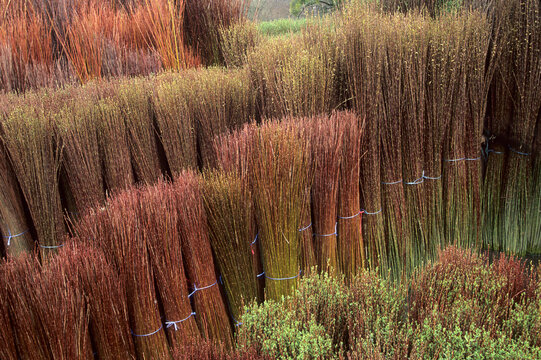 Bundles of willow set in a water pond (routoir) to turn green again before debarking, Bussieres-les-Belmont, Haute-Marne department, Champagne-Ardenne region, France, Europe