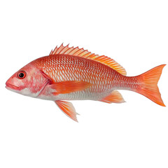 Fototapeta premium Red Snapper Fish Isolated seafood isolated on a transparent background