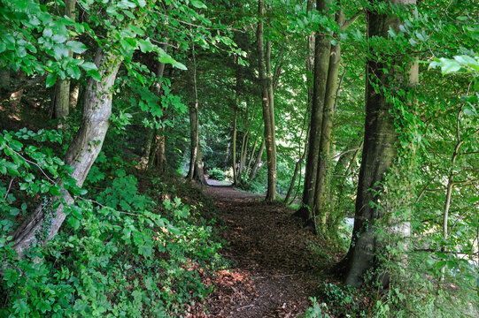 Path in a beech tree forest, Le Brevedent, Pays d'Auge, Calvados department, Lower Normandy region, Northwestern France