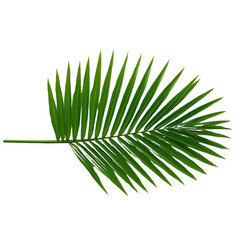 Obraz premium Single green palm frond with pointed leaves isolated isolated on a transparent background