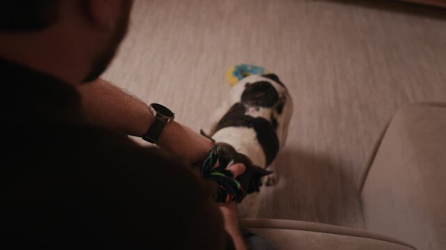 Over shoulder shot of unrecognizable man holding tug toy playing with energetic French bulldog while pet pulling rope, owner training dog in living room during evening