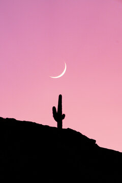 Romantic pink sky and moon over the silhouette of a cactus on hilltop at sunrise, Purmamarca, Argentina