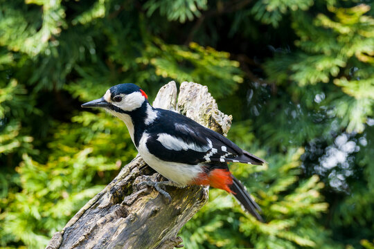Buntspecht bei der Futtersuche