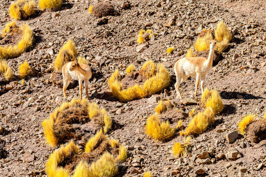Vicunas, Vega de los Colorados, Puna, Catamarca, Argentina