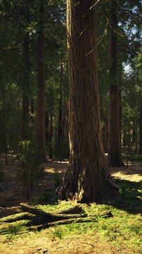 towering pine trunk amid sunlit understory, wide girth base with textured bark, carpeted moss and scattered needles, long shafts of light creating dappled