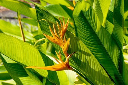 Yellow Heliconia flowers (Lobster Claws or False Bird-of-Paradise) in full bloom, found on the exotic island of Mauritius in the Indian Ocean