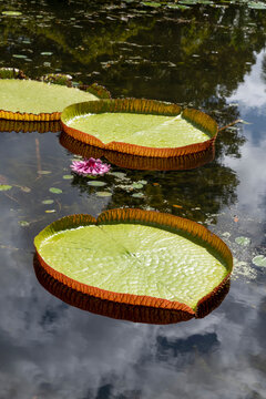 Giant Waterlilly plants (Victoria amazonica) in Pamplemousses Garden, also known as Sir Seewoosagur Ramgoolam Botanical Garden, on the exotic island of Mauritius in the Indian Ocean