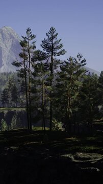 silhouetted pines standing against pale mountain backdrop with still foreground, dusk mood and contemplative contrast, ideal for editorial and atmospheric