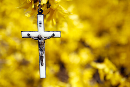 Broom in bloom in spring. Crucifix on a yellow background.