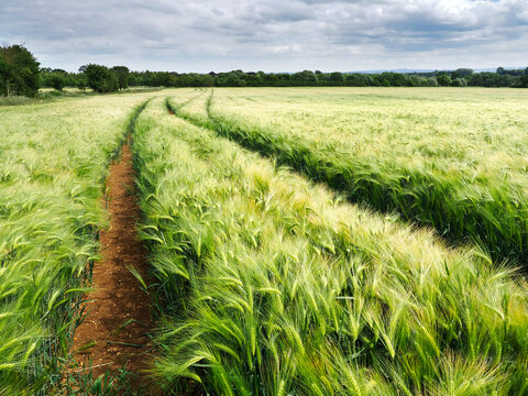 Barley crop in open field with paths running through the green plants in a rural area
