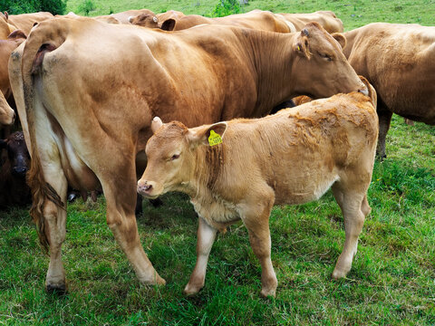 Cows and calf grazing in a field near Iford with green grass and trees in the background in Wiltshire, United Kingdom