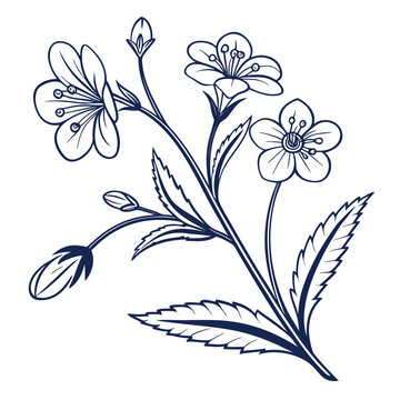 eyebright vector