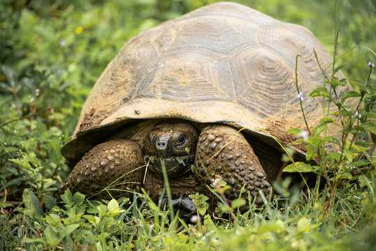 Isabela Island Giant Tortoise (Chelonoidis niger vicina), Sierra Negra volcano, Isabela Island, Galapagos Islands, Ecuador