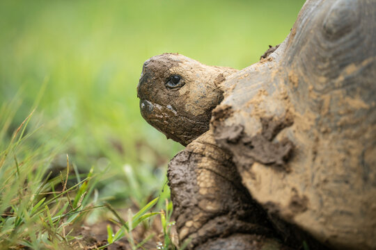 Isabela Island Giant Tortoise (Chelonoidis niger vicina), Sierra Negra volcano, Isabela Island, Galapagos Islands, Ecuador