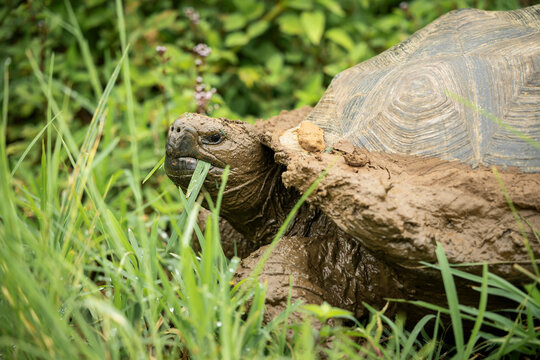 Isabela Island Giant Tortoise (Chelonoidis niger vicina), Sierra Negra volcano, Isabela Island, Galapagos Islands, Ecuador