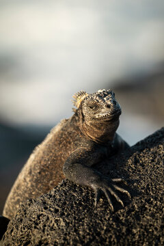 Marine Iguana, Isla Isabela, Galapagos Islands, Ecuador