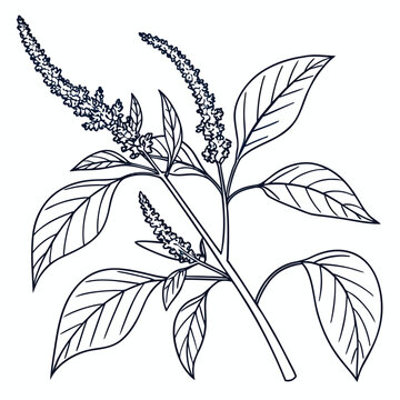 branch of amaranthus