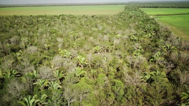 Aerial drone footage of an ecological corridor crossing farmland covered by babassu palm forest in Maranh&atilde;o countryside, Brazil. Concept of sustainability, conservation and rural landscape.